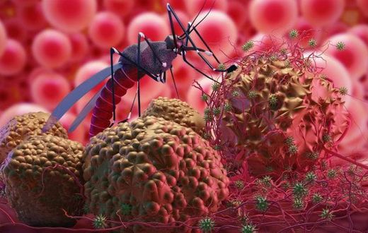 Difference between malaria and typhoid [dailytrust]