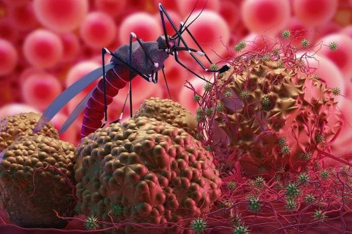 Difference between malaria and typhoid [dailytrust]