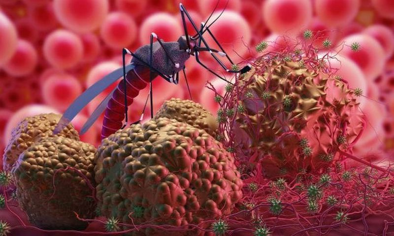 Difference between malaria and typhoid [dailytrust]