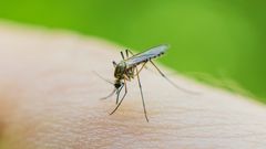 Vector-borne diseases .iiievgeniy/Getty Images
