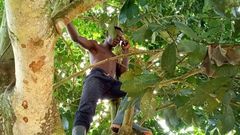 Calls on tree (File photo)