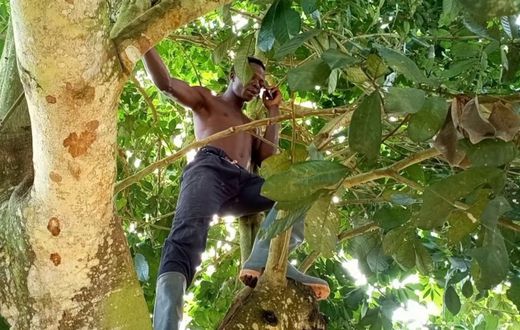 Calls on tree (File photo)
