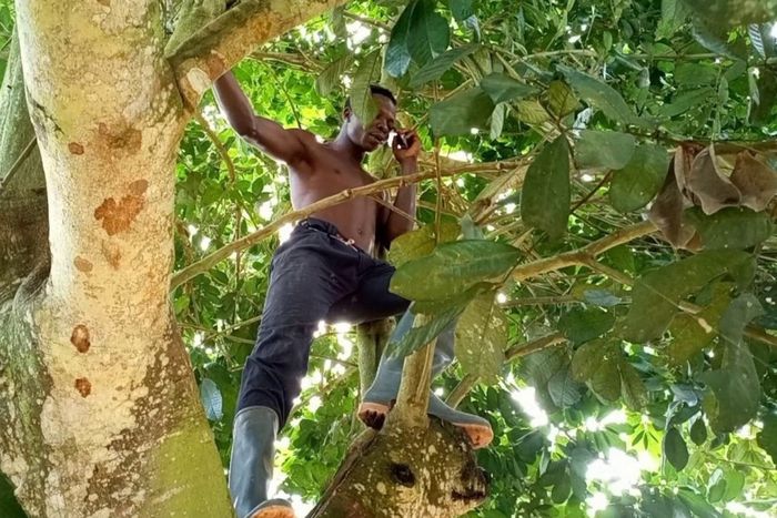 Calls on tree (File photo)