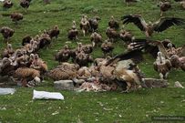 The dead are left on a mountaintop for vultures to feast on [Medium]