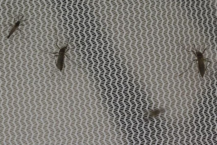Aedes aegypti mosquitoes are seen inside the International Atomic Energy Agency's (IAEA) insect pest control laboratory in Seibersdorf, Austria, February 10, 2016. REUTERS/Leonhard Foeger