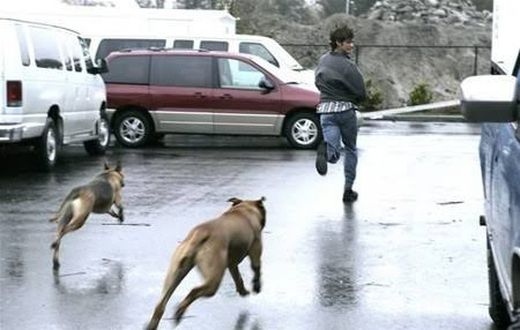 Chased by a dog- Nairaland Forum
