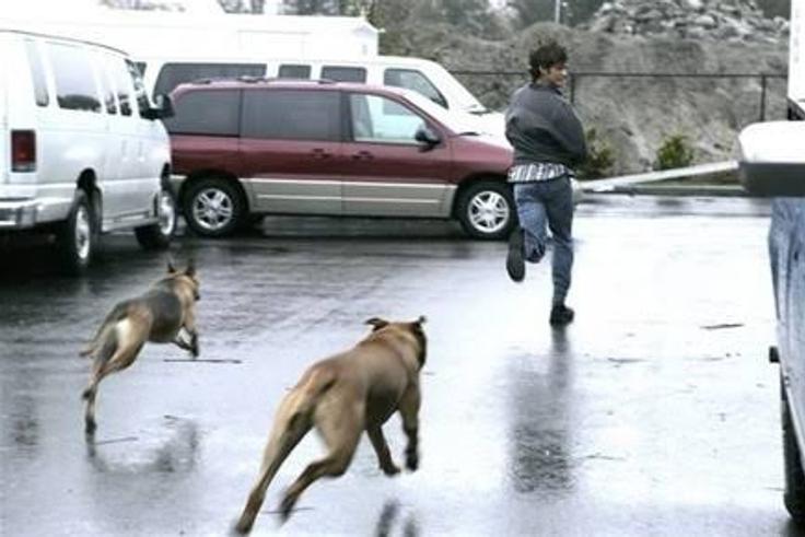 Chased by a dog- Nairaland Forum