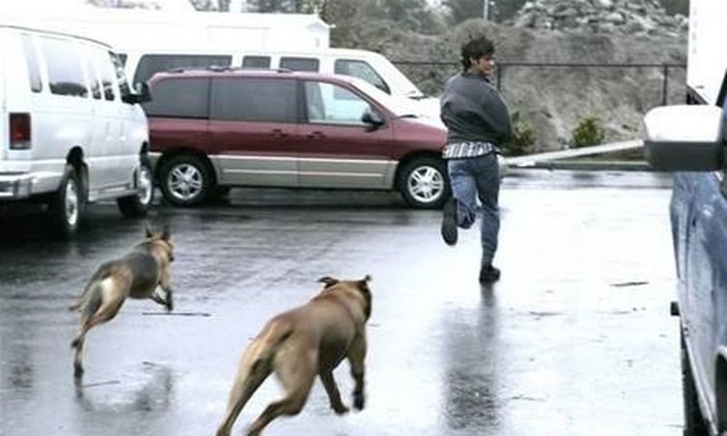 Chased by a dog- Nairaland Forum