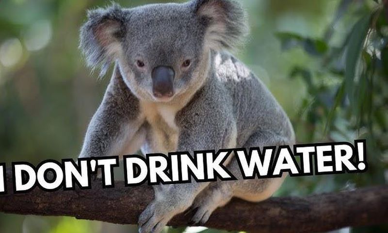 Some animals don't need to drink to water survive [YouTube]