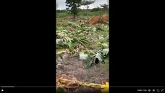Destroyed Plantain Farm