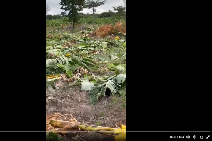 Destroyed Plantain Farm
