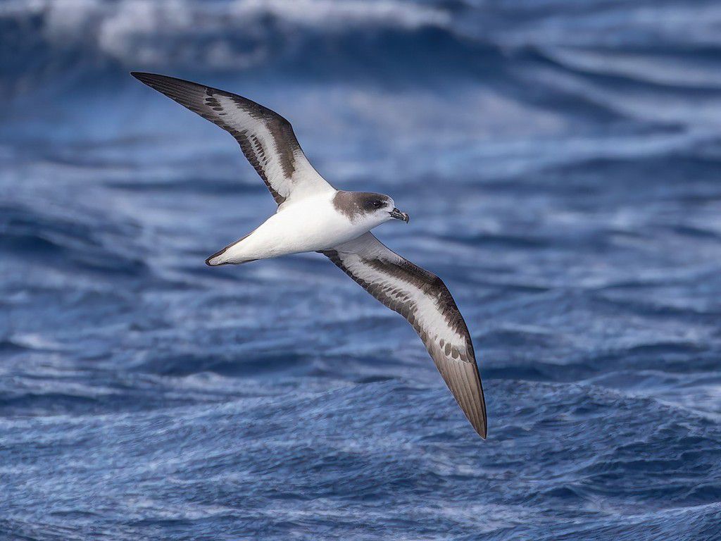 Bermuda petrel [Bermudapetrel]