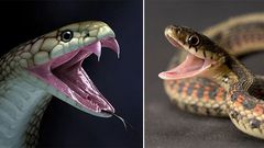 How to tell the difference between poisonous and non-poisonous snakes [reddit]