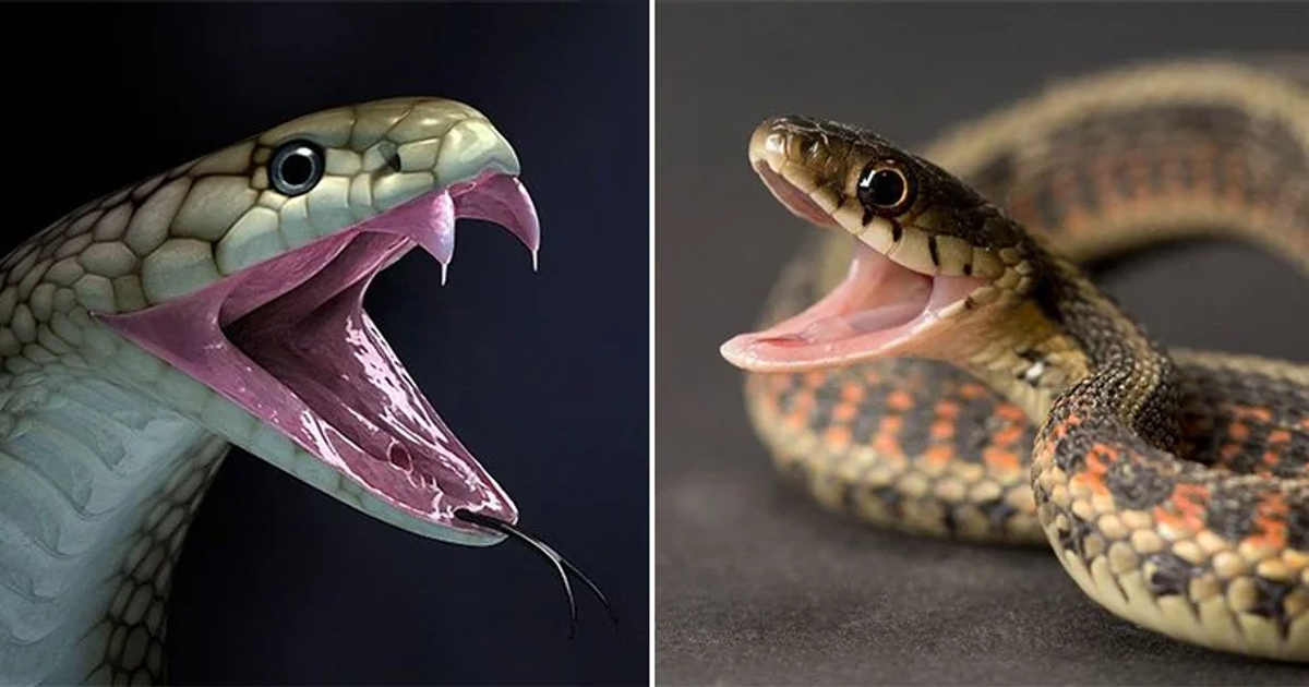 How to tell the difference between poisonous and non-poisonous snakes ...