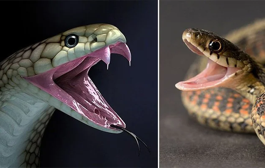 How to tell the difference between poisonous and non-poisonous snakes [reddit]