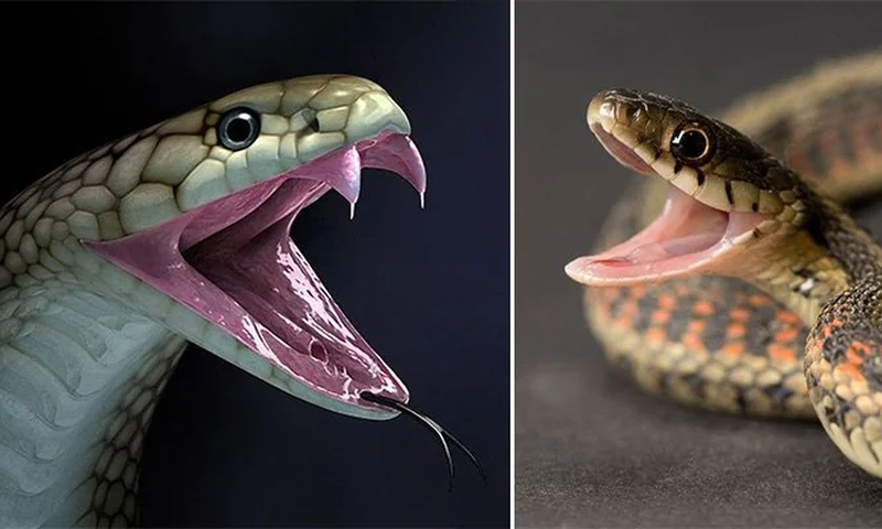 How to tell the difference between poisonous and non-poisonous snakes [reddit]
