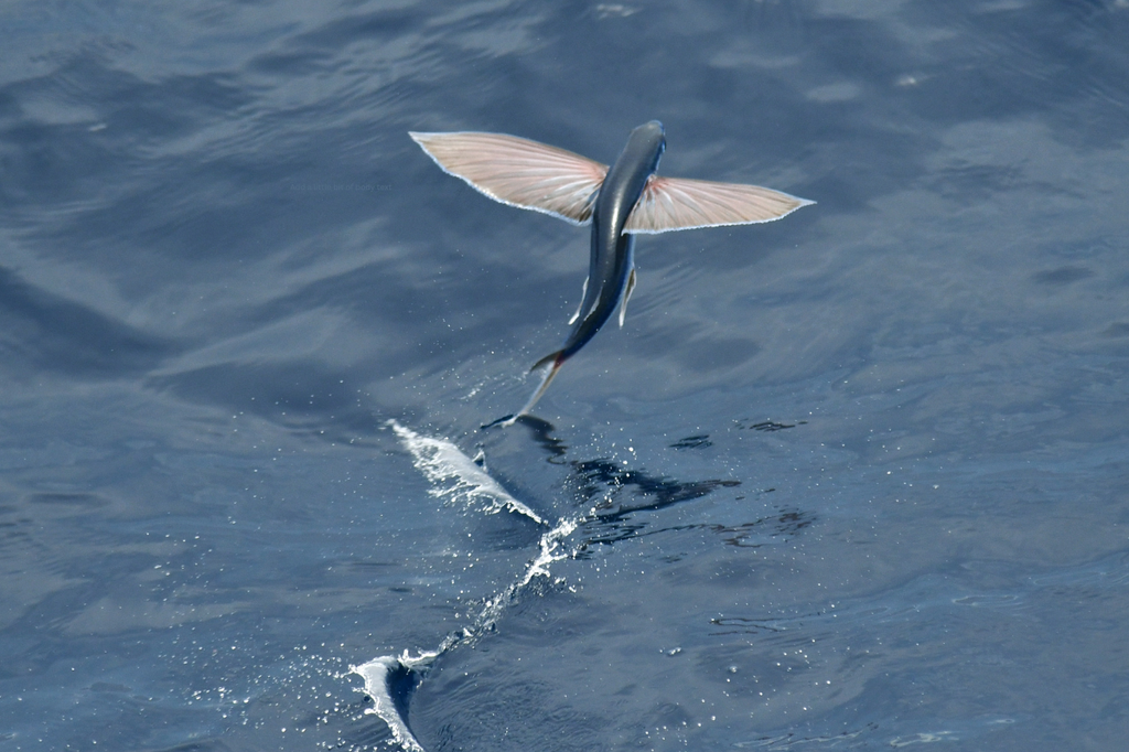 Flying fish can glide above the water's surface for up to 45 seconds [CoastalCarolina]