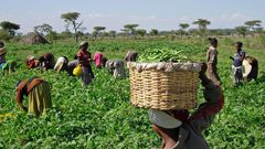 Agriculture in Nigeria [TheGuardianNigeria]