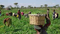 Agriculture [TheGuardianNigeria]