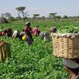 Agriculture in Nigeria [TheGuardianNigeria]