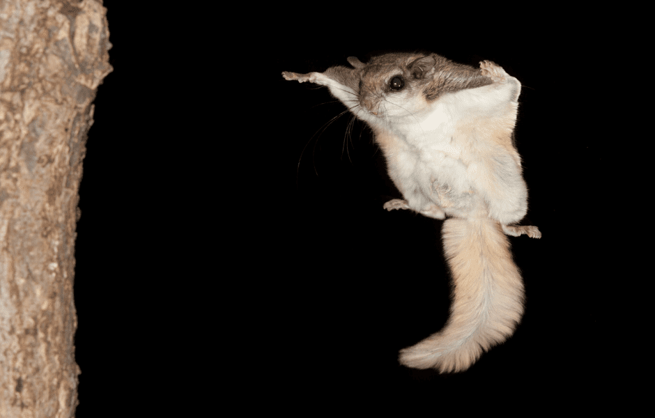 Flying squirrels [WorldClassWildlife]