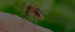 9 natural ways to keep mosquitoes away without sprays or coils