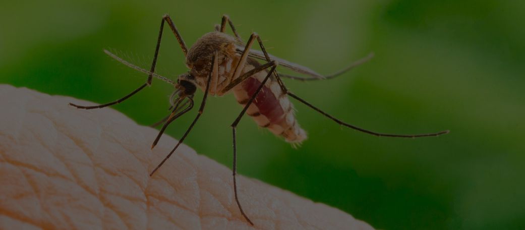 9 natural ways to keep mosquitoes away without sprays or coils