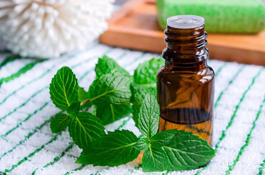 9 natural ways to keep mosquitoes away without sprays or coils