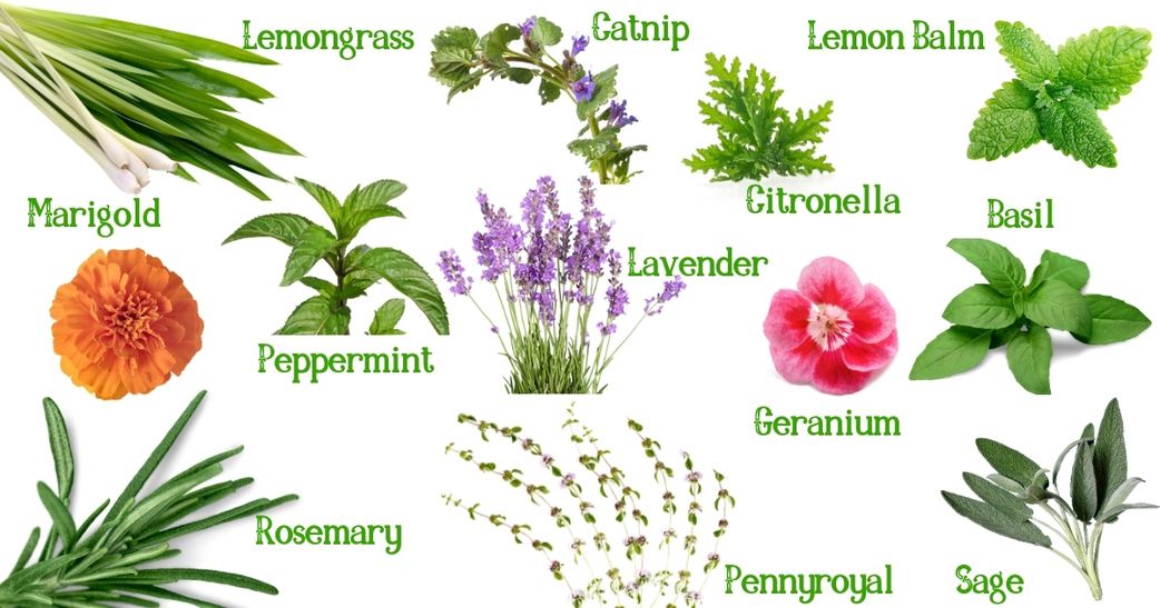 9 natural ways to keep mosquitoes away without sprays or coils