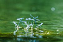 9 natural ways to keep mosquitoes away without sprays or coils