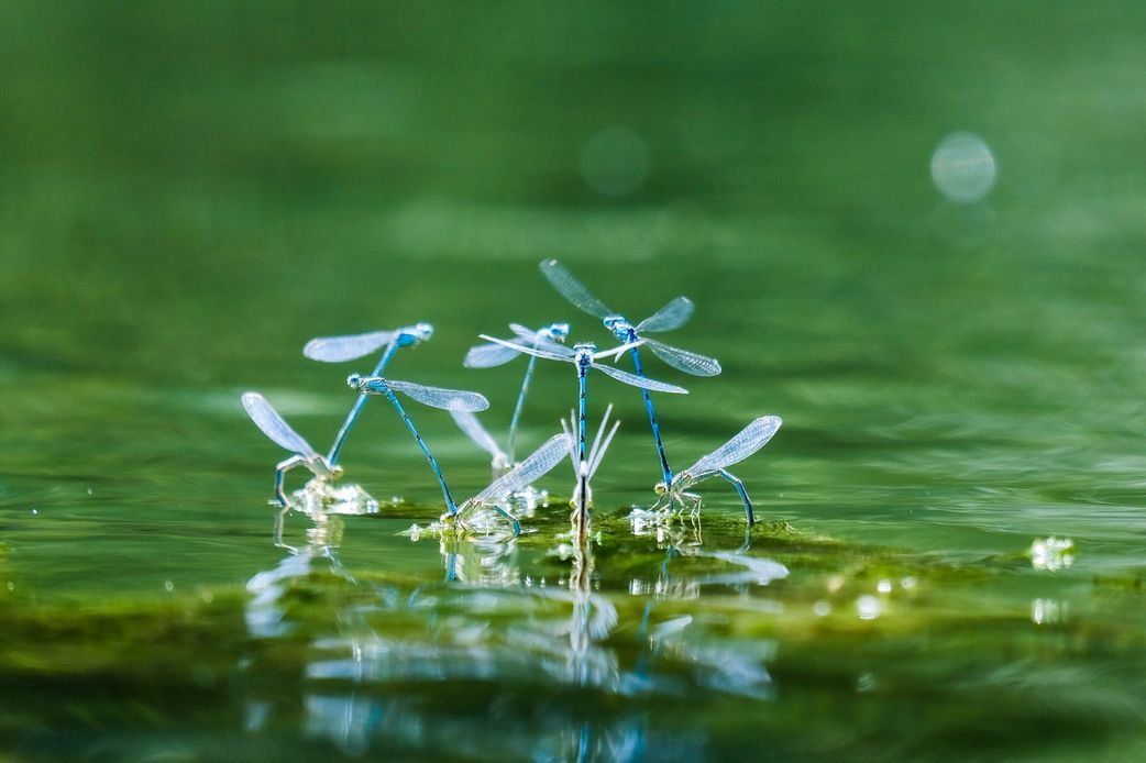 9 natural ways to keep mosquitoes away without sprays or coils