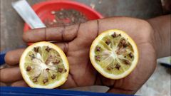 9 natural ways to keep mosquitoes away without sprays or coils