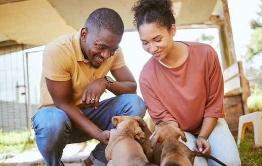 5 Cities Where People Have More Dogs Than Children