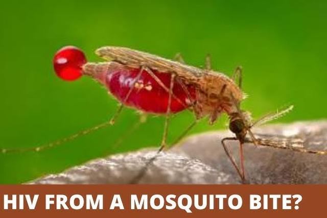 Can HIV be transmitted by mosquitoes? [MarkMedicals]