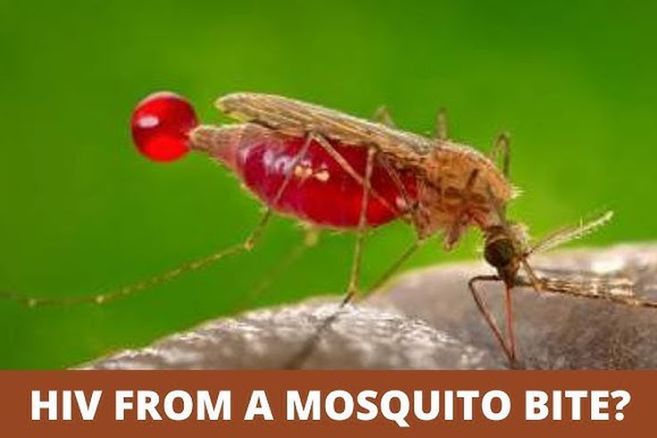 Can HIV be transmitted by mosquitoes? [MarkMedicals]