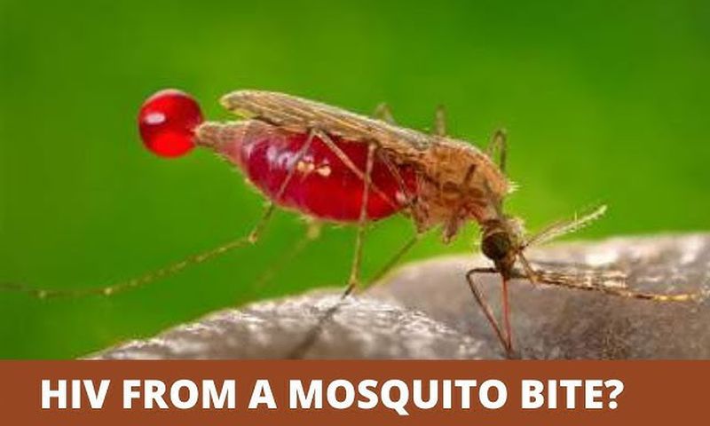 Can HIV be transmitted by mosquitoes? [MarkMedicals]