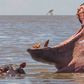 Hippopotamus