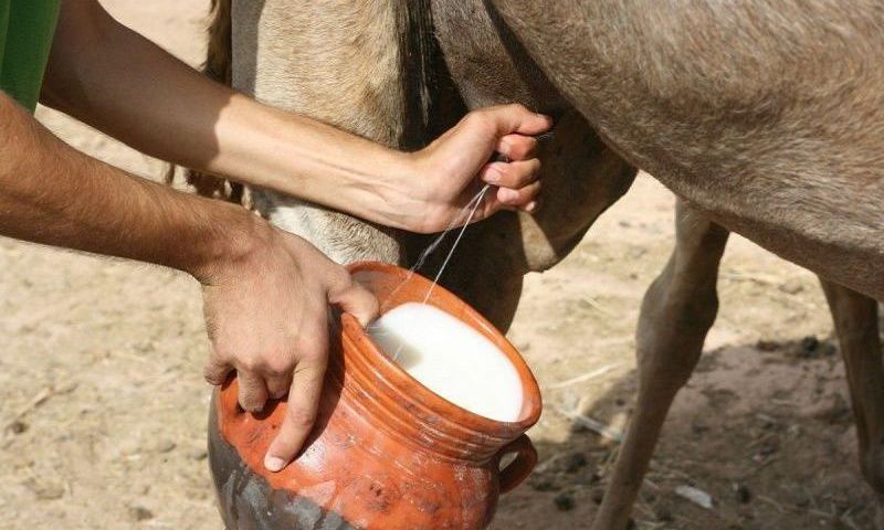 Exotic animal milk people drink [DairyNews]