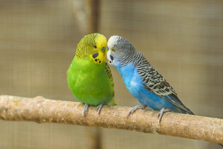 Parakeets can be great pets [Omlet]
