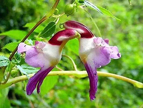 Parrot flower [Pinterest]