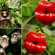 Odd plants that resemble animals [BalconyGardenWeb]