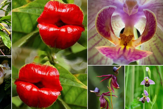 Odd plants that resemble animals [BalconyGardenWeb]