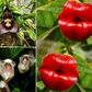 Odd plants that resemble animals [BalconyGardenWeb]