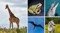 Animals that do not sleep [Worldwidewebtimes]