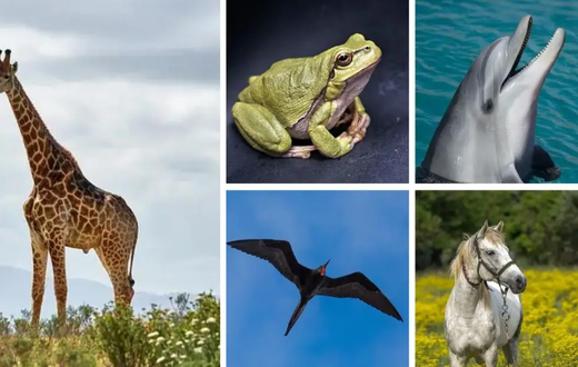 Animals that do not sleep [Worldwidewebtimes]