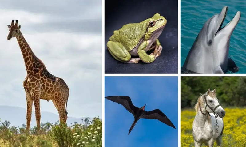 Animals that do not sleep [Worldwidewebtimes]