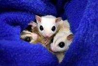 Sugar gliders are cute pets [NHSPCA]