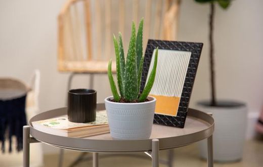 Aloe vera plant is a must in your home [HGTV]