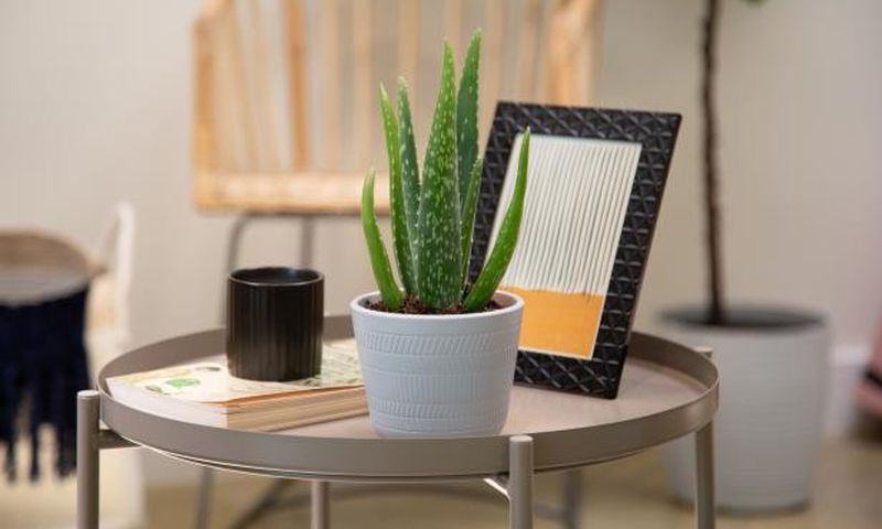 Aloe vera plant is a must in your home [HGTV]