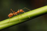 Ant [iStock]